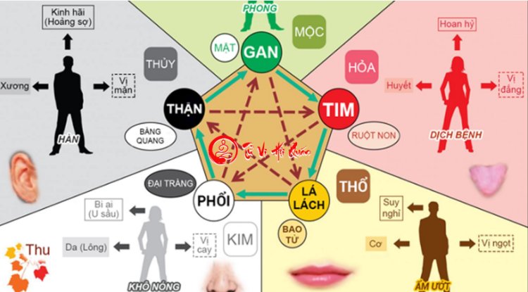 Khám phá ngũ hành ngũ tạng theo đông y