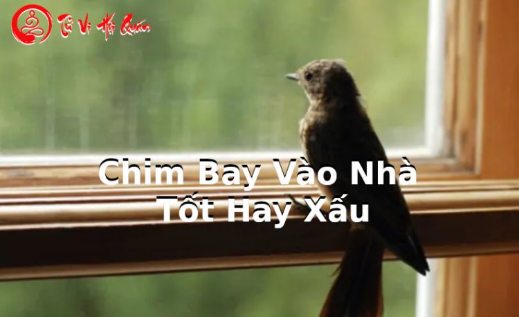 Giải mã điềm báo chim bay vào nhà và cách hóa giải điềm báo xấu